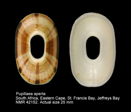 (G.B.jpg - Pupillaea aperta(G.B.Sowerby,1825)