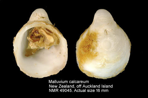 NMR993000049045A.jpg - Malluvium calcareum(Suter,1909) 