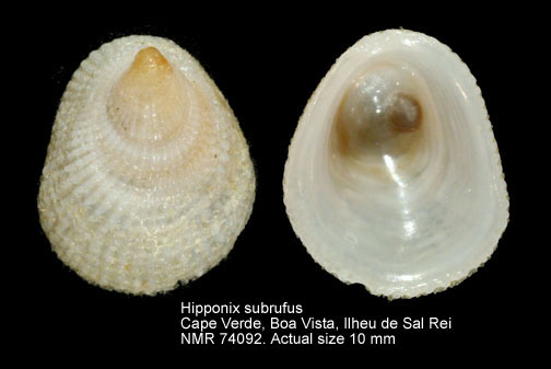 NMR993000074092A.jpg - Hipponix subrufus(Lamarck,1822)