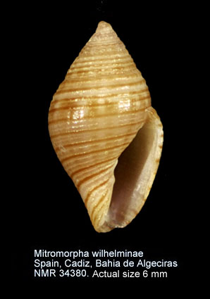 NMR993000034380A.jpg - Mitromorpha wilhelminae(Aartsen, Menkhorst & Gittenberger,1984)