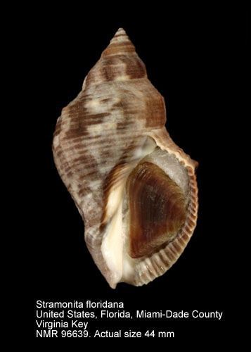 NMR993000096639A.jpg - Stramonita floridana (Conrad,1837)