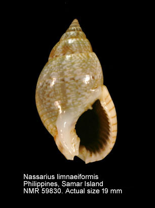 Nassarius limnaeiformis (Dunker, 1847) ou Nassarius marratii (E A Smith, 1876) / A vérifier Nassarius%20limnaeiformis
