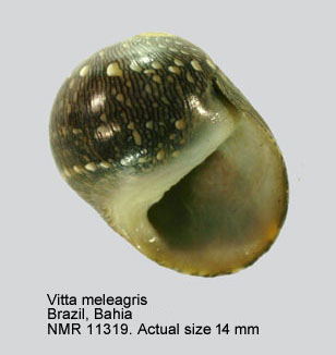 NMR993000011319A.jpg - Vitta meleagris (Lamarck,1822)