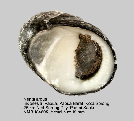 NMR993000184605A.jpg - Nerita argus Récluz,1841