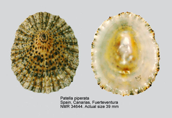 Image result for patella mollusca