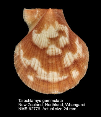 NMR993000092776A.jpg - Talochlamys gemmulata (Reeve,1853)
