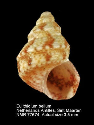 NMR993000077674A.jpg - Eulithidium bellum(M.Smith,1937)