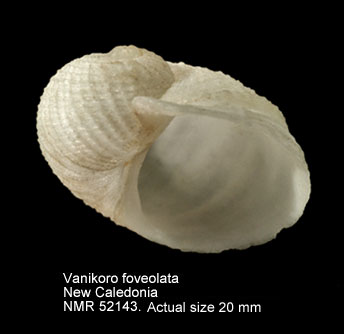 Vanikoridae - Vanikoro cancellata - (Lamarck, 1822) Vanikoro%20foveolata