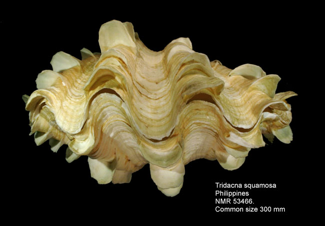 tridacna