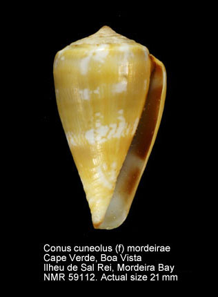 NMR993000059112A.jpg - Conus cuneolus (f) mordeiraeRolán & Trovão,1990