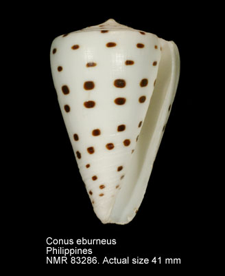 NMR993000083286A.jpg - Conus eburneus Hwass in Bruguière,1792
