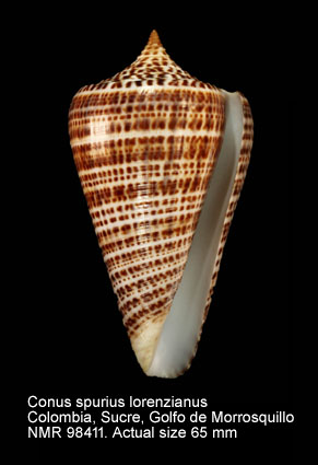 NMR993000098411A.jpg - Conus spurius lorenzianus Dillwyn,1817