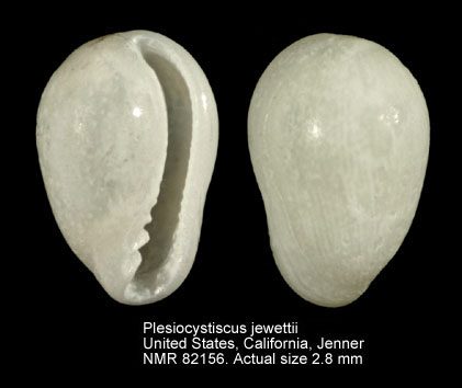 NMR993000082156A.jpg - Plesiocystiscus jewettii (Carpenter,1857)