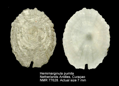 NMR993000077628A.jpg - Hemimarginula pumila(A.Adams,1852)