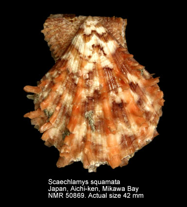 NMR993000050869A.jpg - Scaeochlamys squamata (Gmelin,1791)