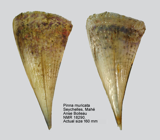 Home Natural History Museum Rotterdam Mollusca Bivalvia Pinnidae Pinna Muricata Home Natural History Museum Rotterdam Mollusca Bivalvia Pinnidae Pinna Muricata